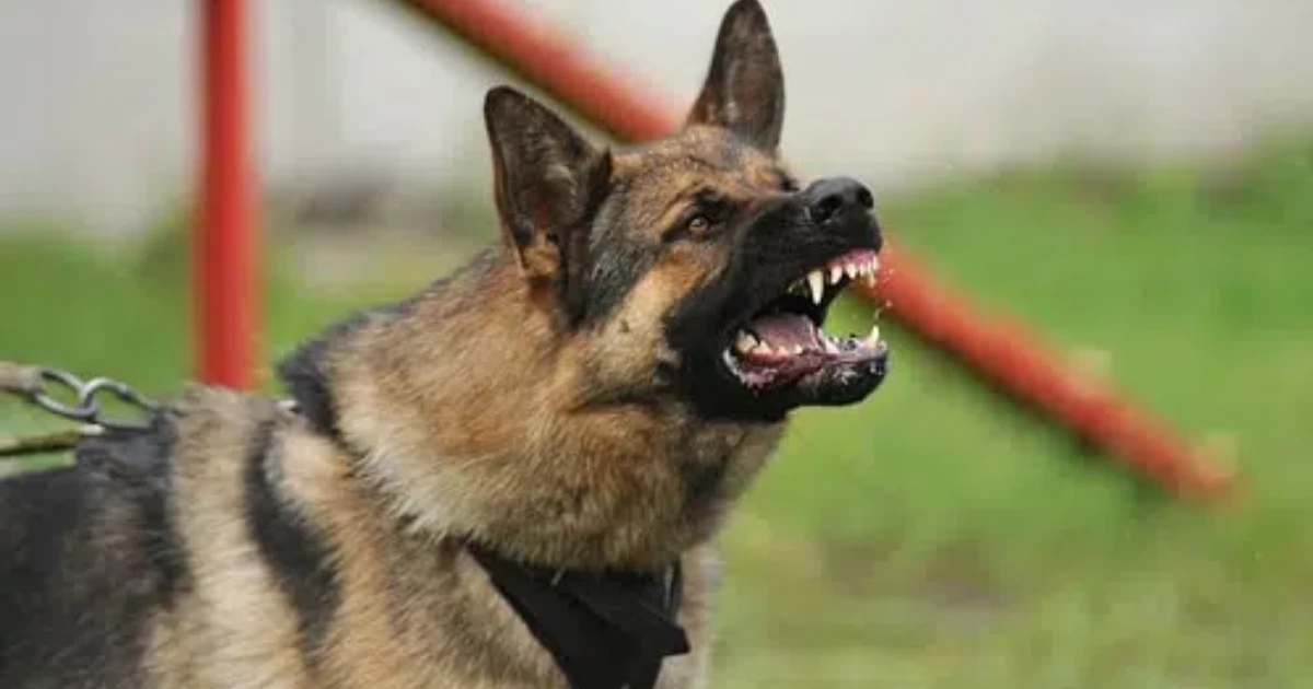 Abogado de Mordeduras de Perro en Dallas